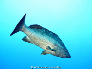 Mottled grouper - Mycteroperca rubra 
Zenobia wreck, Lar... by Athanassios Lazarides 